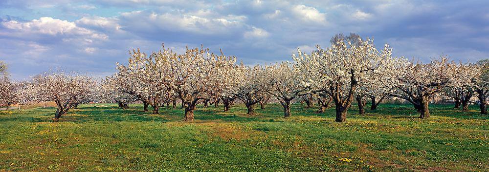 Cherry Blossoms About Page Header