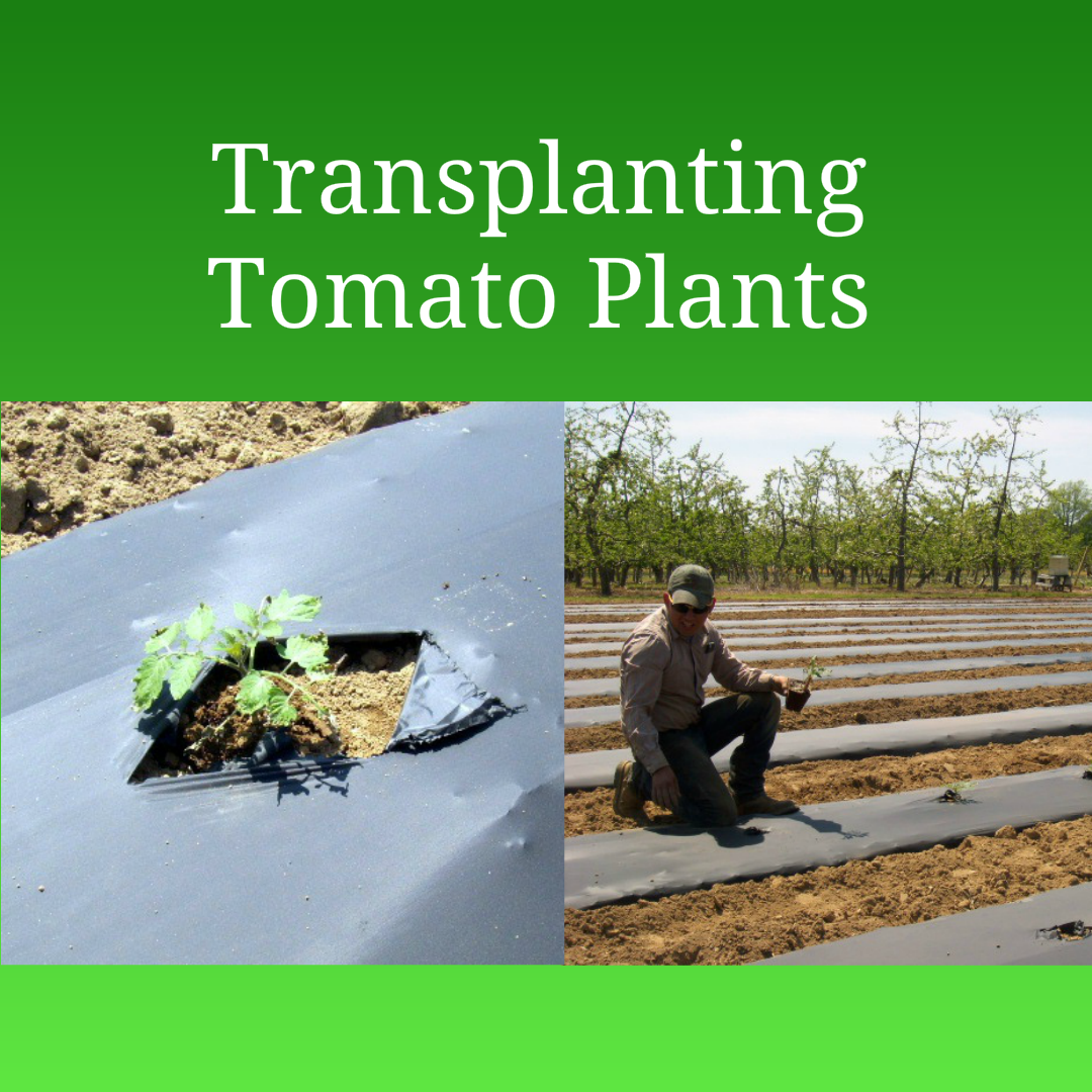 Transplanting Tomato Plants