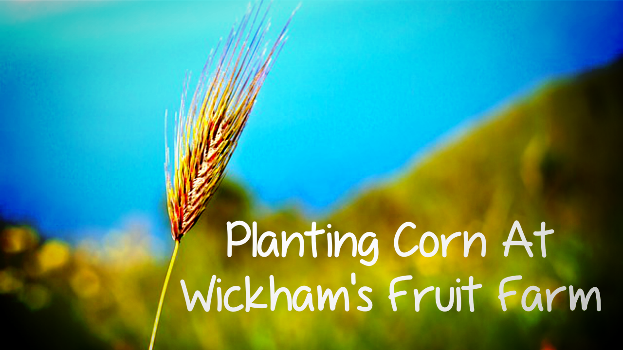Planting Corn At Wickhams Fruit Farm YT Thumbnail