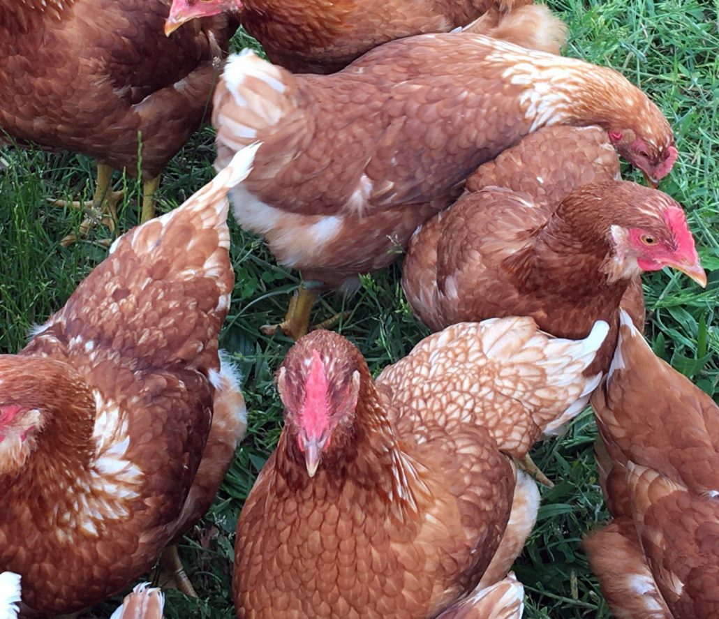 Where To Buy Live Chickens In Maryland at Darlene Ortiz blog