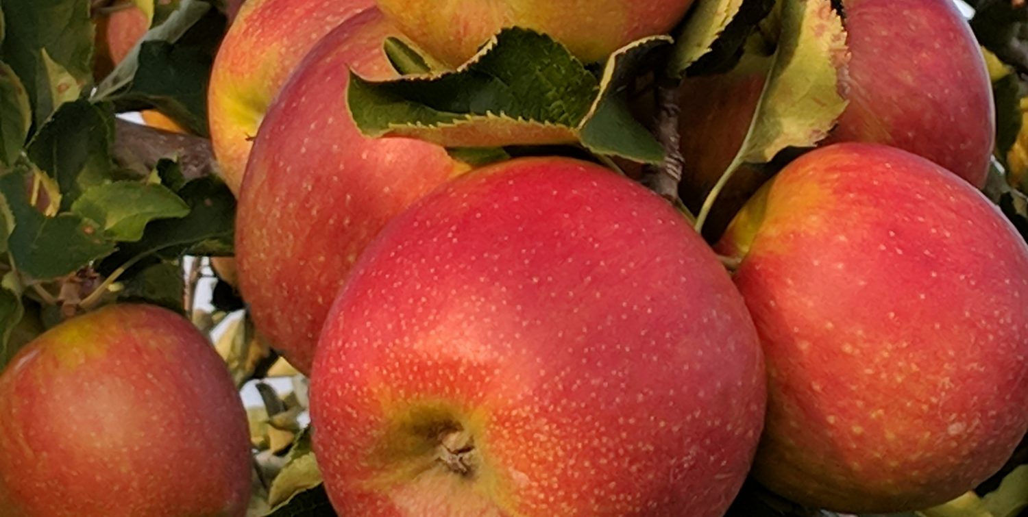 Jonagold apples are on the stand – Fruit Farm Community